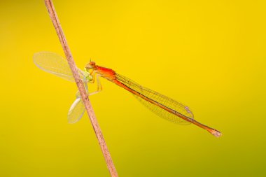 Predator yusufçuklar