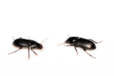 carabidae