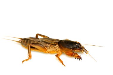 gryllotalpa orientalis