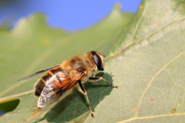 Diptera syrphidae böcekler