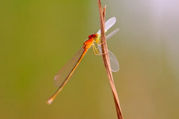 Predator damselflies — Stockfoto