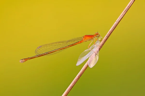 Drapieżnik damselflies — Zdjęcie stockowe