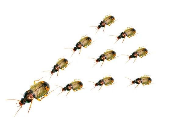 Escarabajos —  Fotos de Stock