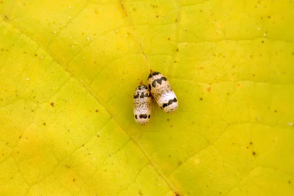 Cáscaras de huevo de insecto en una hoja verde — Foto de Stock