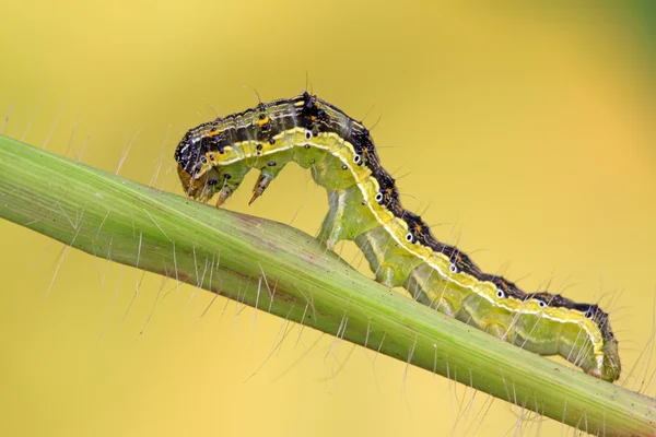 緑の葉に蝶の幼虫 — ストック写真