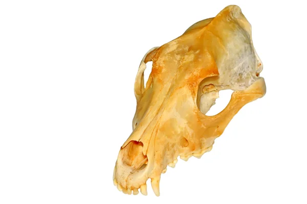 The dog's skull — Stock Photo, Image