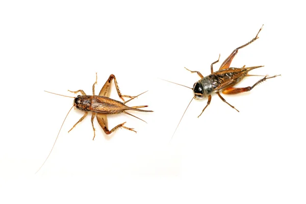 Insects - crickets — Stock Photo, Image