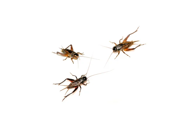 昆虫-蟋蟀 — 图库照片
