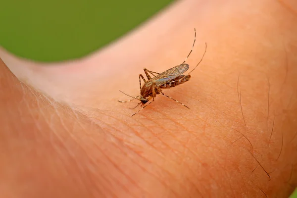 Aedes. — Fotografia de Stock