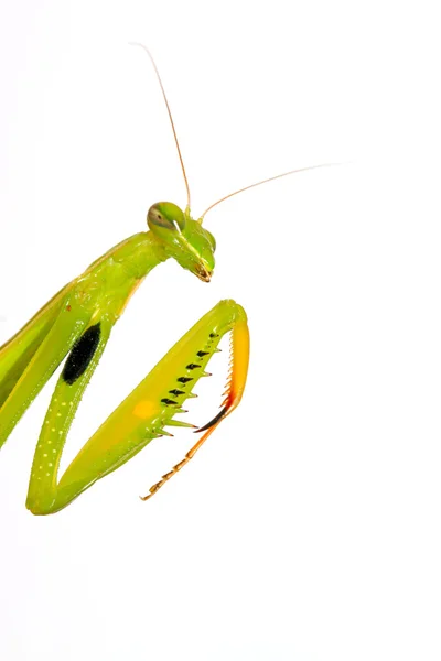 Mantis — Stock Photo, Image