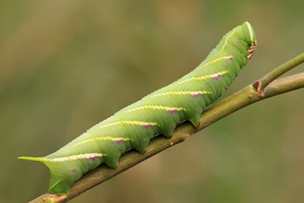 Chanis bilin eata walker — Foto de Stock