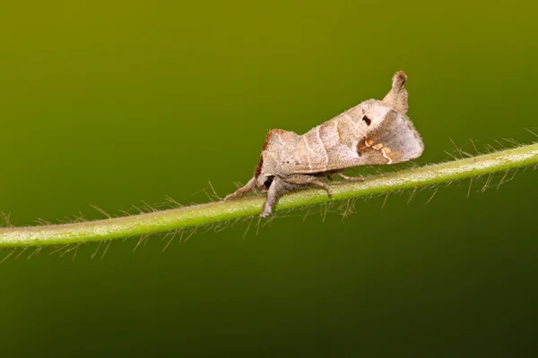 Moths insects lurking in the plant stem — Stock Photo, Image