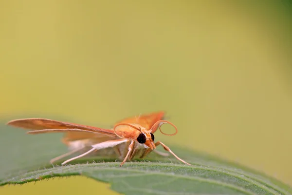 Motten Insekten — Stockfoto