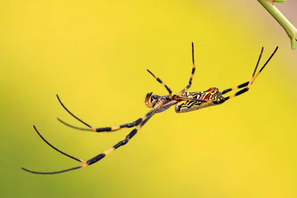 Une araignée — Photo