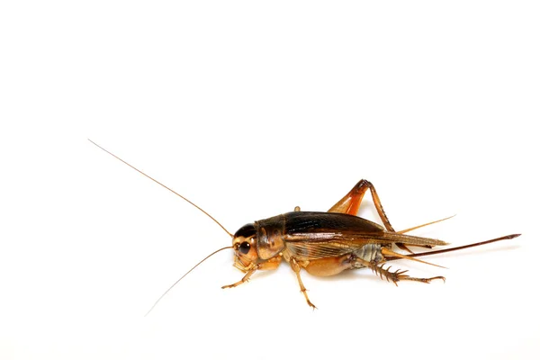 昆虫 - コオロギ — ストック写真