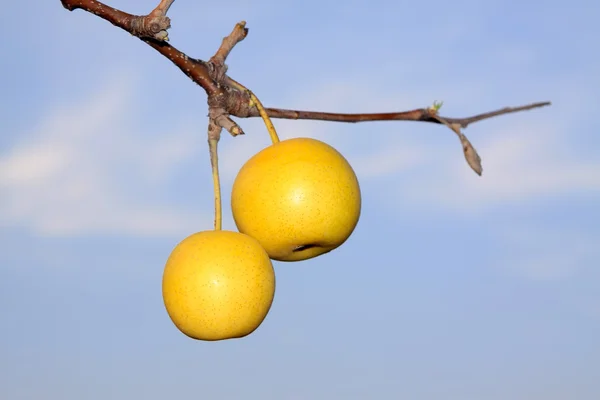 Two pears — Stock Photo, Image