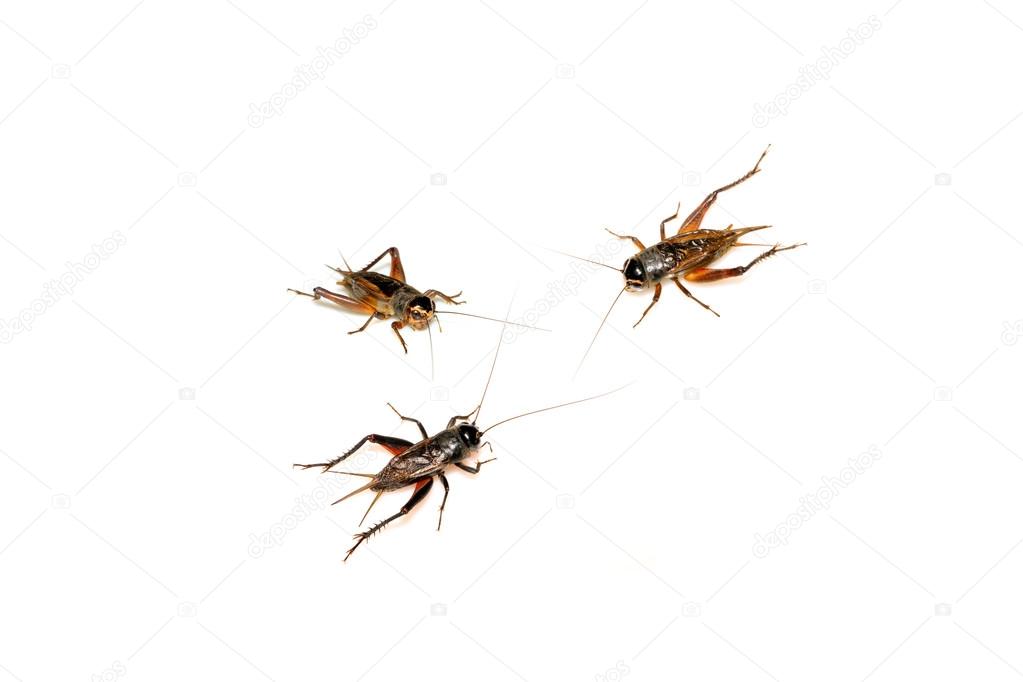 insects - crickets