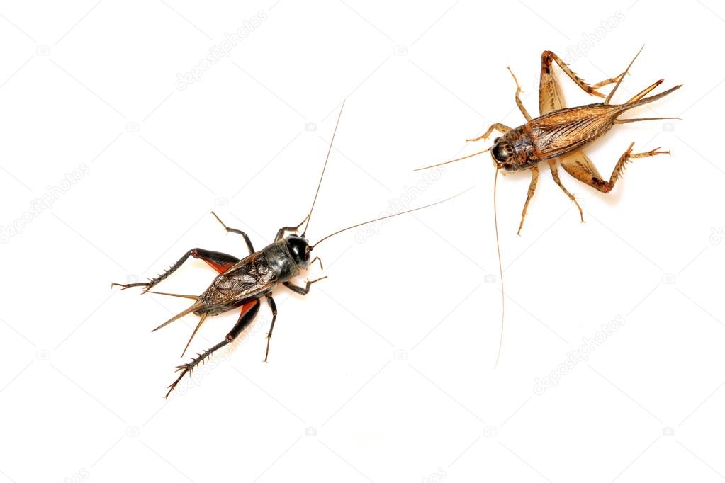 orthoptera insects - crickets