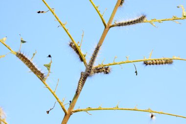tırtıllar yaprakların üzerine