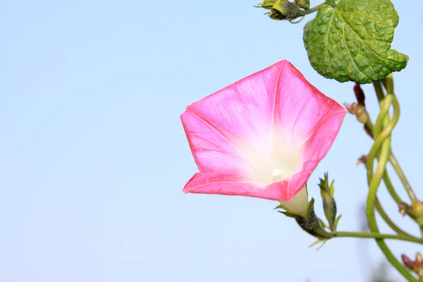 ペチュニア ペチュニアの花 — ストック写真