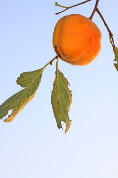 De gouden persimmon op de tak — Stockfoto