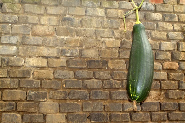 Green pumpkin and grey wall — Stock Photo, Image