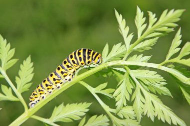 butterfly larva in a leaf