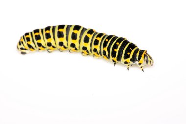 butterfly larva in a leaf