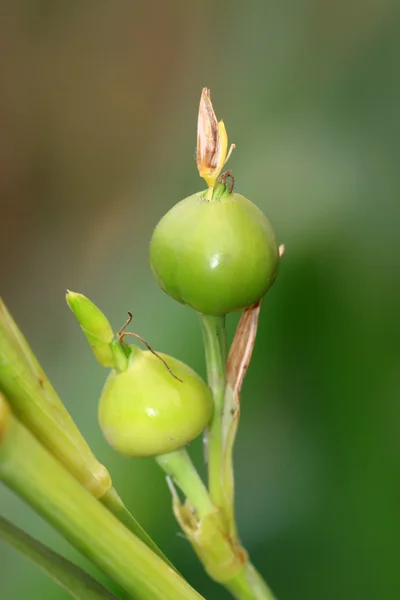 A peculiar plant — Stock Photo, Image