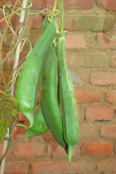 Beans — Stock Photo, Image