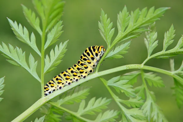 Личинка метелика в листі — стокове фото