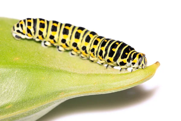 Личинка бабочки в листе — стоковое фото