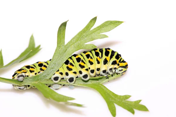 Larva de mariposa en una hoja — Foto de Stock