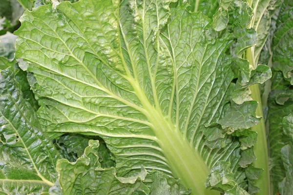 Green chinese cabbages — Stock Photo, Image
