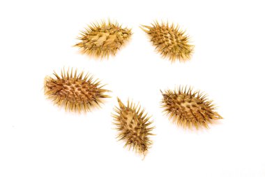 Kuru xanthium