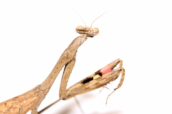 En mantis, tassarna har färgade ränder — Stockfoto