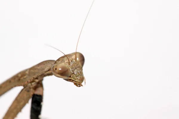Una mantis, sus patas tienen rayas de color —  Fotos de Stock