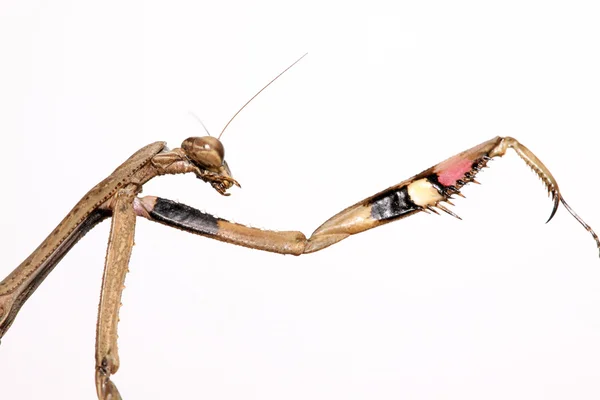 Um mantis, suas patas têm listras coloridas — Fotografia de Stock