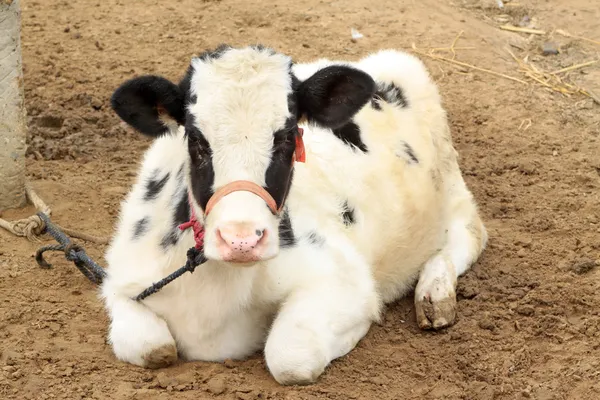Eine Kuh auf dem Boden liegend — Stockfoto