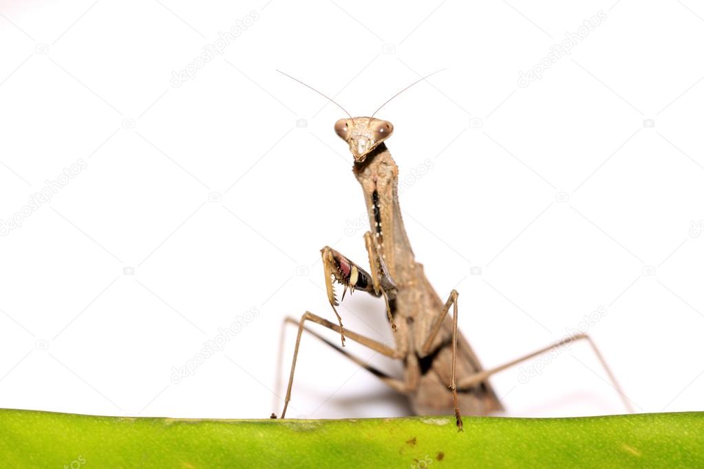 a mantis, its paws have colored stripes