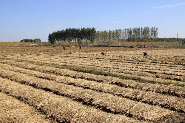 Sadzonki ryżu w polach — Zdjęcie stockowe