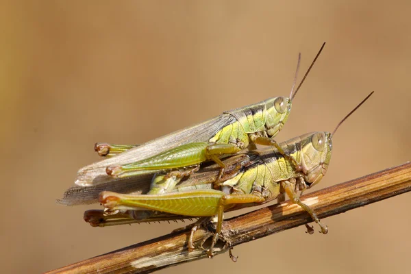 Paring sprinkhanen — Stockfoto