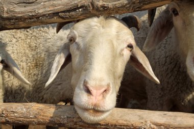 küçük kuyruk soğuk koyun