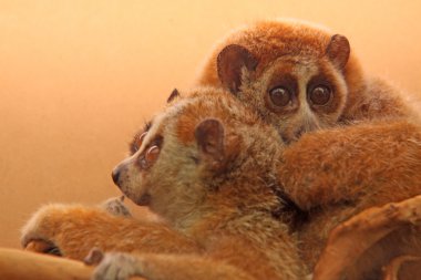 yavaş lorises