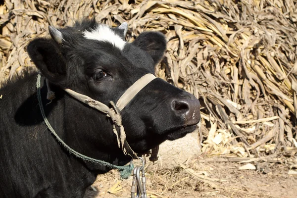 La cabeza de una vaca — Foto de Stock