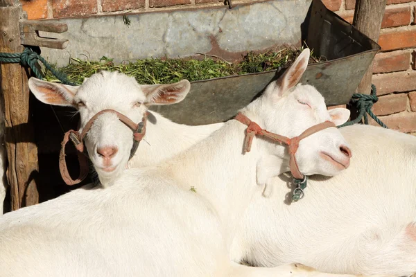 Goats snuggle each other — Stock Photo, Image
