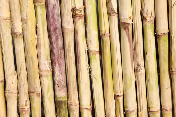 Maize straw — Stock Photo, Image