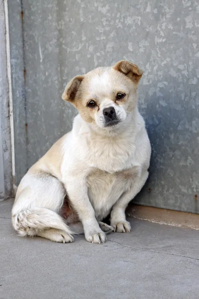 Haustier Hund — Stockfoto