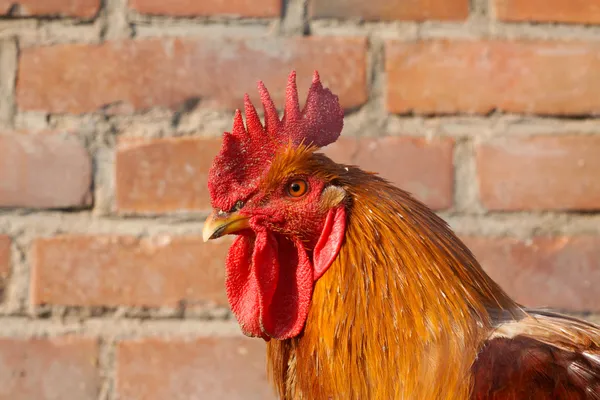 Chicken head — Stock Photo, Image