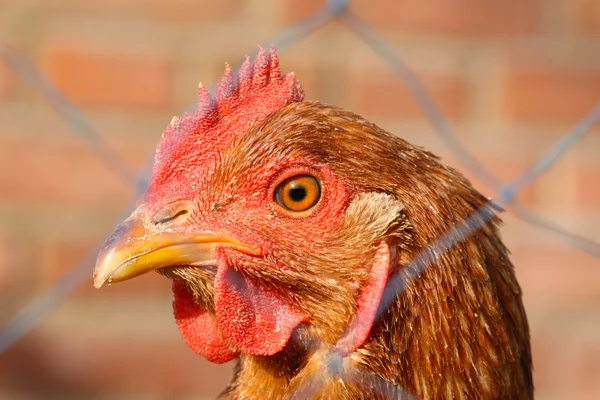 Chicken head — Stock Photo, Image